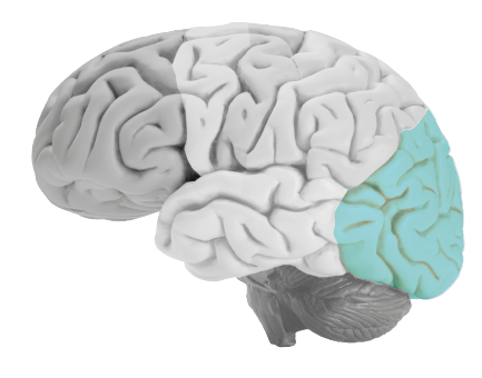 occipital lobe