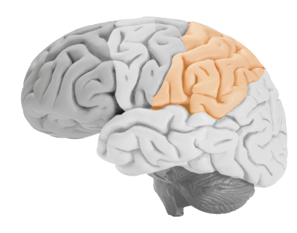 parietal lobe