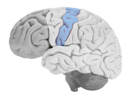 somatosensory cortex