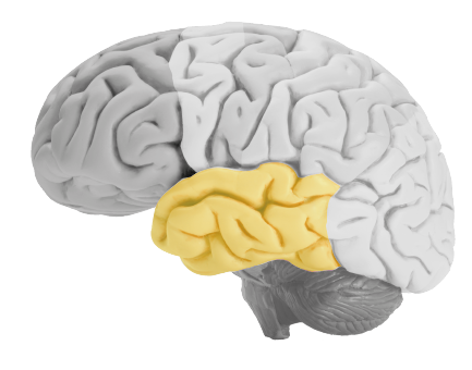 temporal lobe