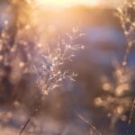 Finding Peace in the Small Moments This Christmas